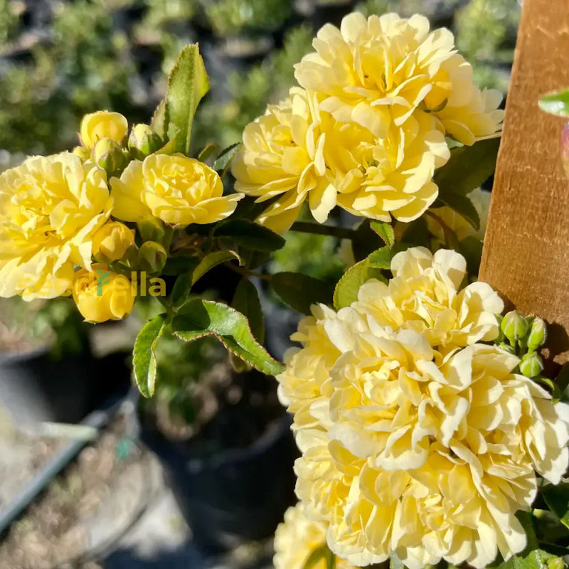 Non-gmo rosa banksiae blume samen