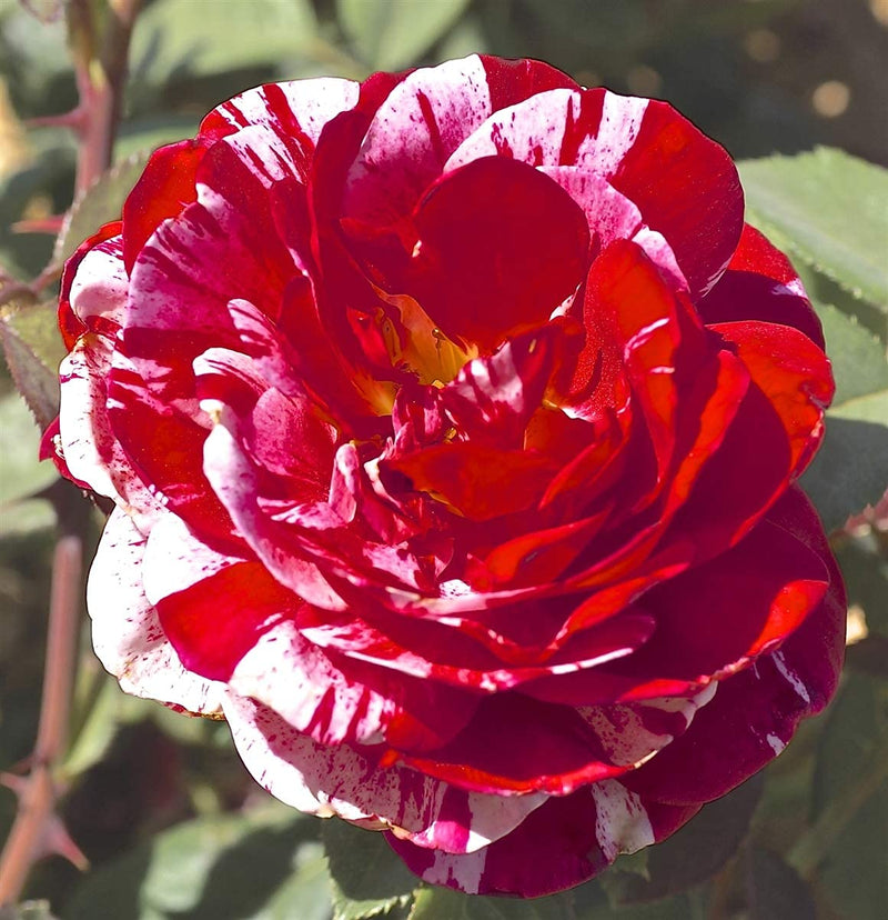 Non-gmo strip shrub rose samen