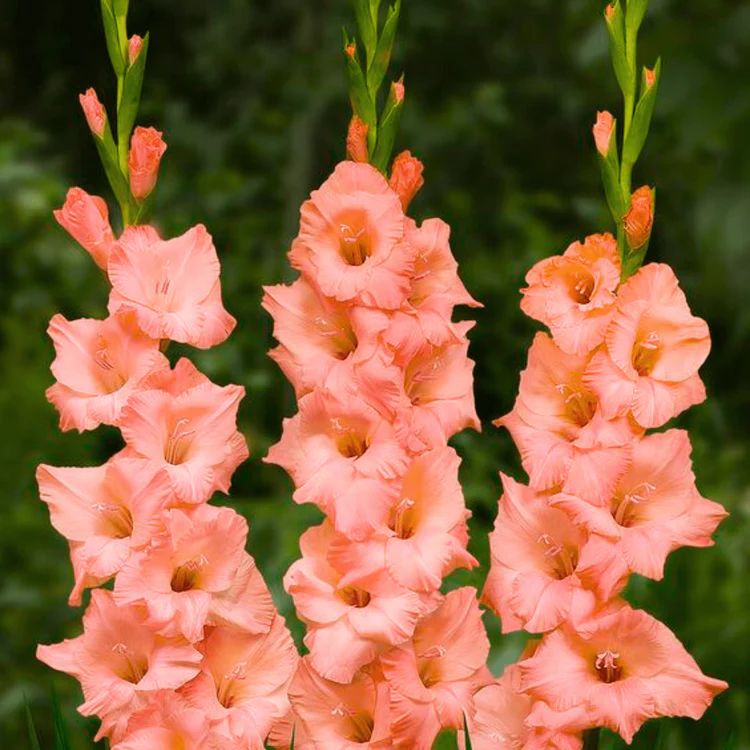 Non-gmo summer garten gladiolus samen