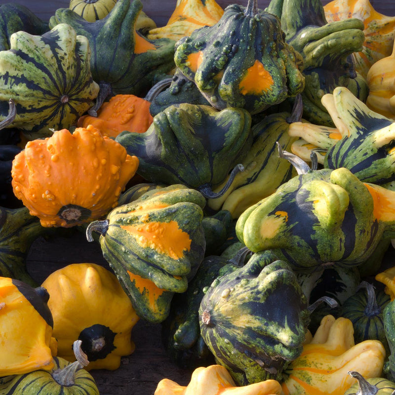 High germination thorn pumpkin samen für gardening