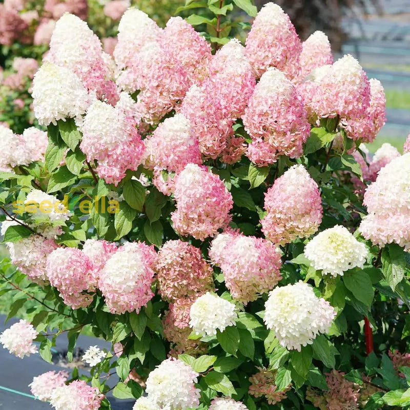 Non gmo vainilla hortensia samen