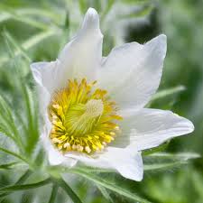 Non-gmo weiß anemone pulsatilla samen