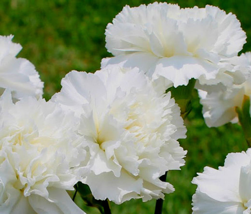Non-gmo weiß carnation samen for gardening