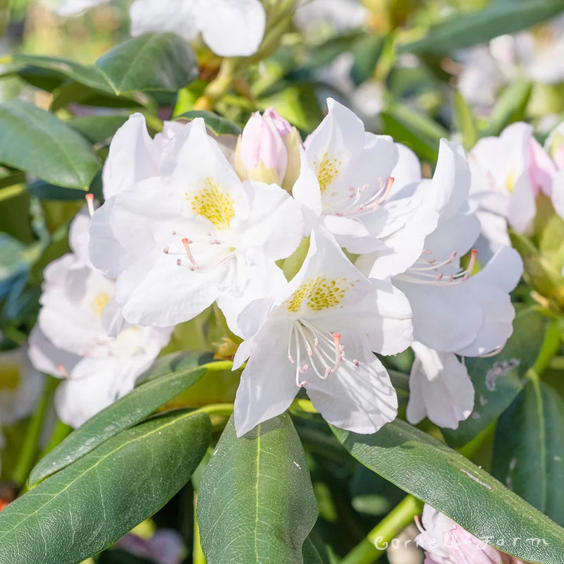 Non gmo weiß catawba samen
