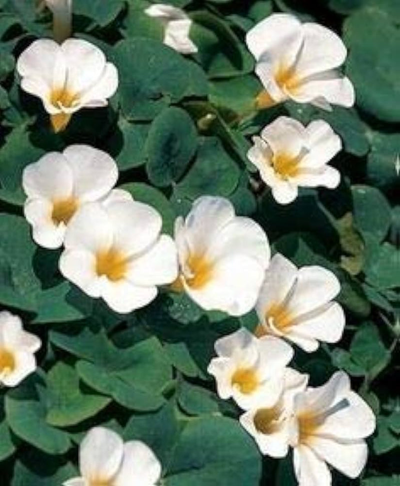 Non-gmo weiß oxalis laciniata samen