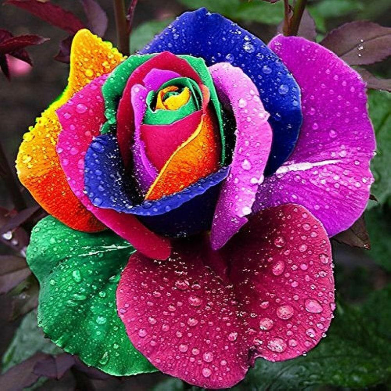 Semillas de flores de rosa arcoíris para siembra: cultivo, variedad tradicional sin transgénicos, semillas para el jardín doméstico
