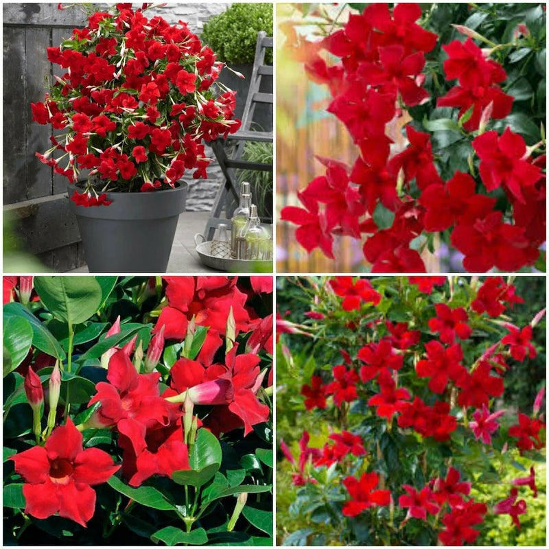 Rojo Mandevilla semillas de flores para siembra floración estacional continua variedad tradicional y sin ingeniería genética semillas para jardín doméstico