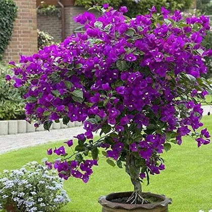 Violet Bougainvillée graines de fleurs à semer floraison durable saisonnière variété traditionnelle et sans OGM graines pour jardin familial