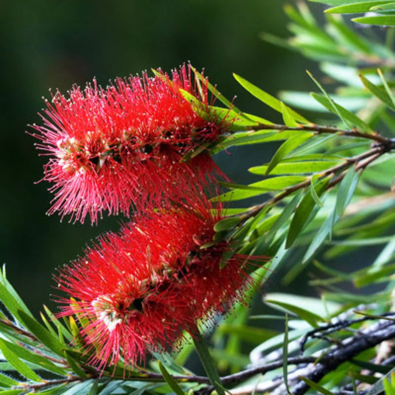 Semillas de Callistemon rojo para sembrar – amante del sol – variedad tradicional y semillas sin ingeniería genética para el jardín