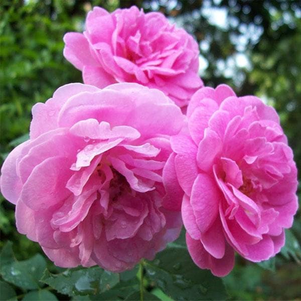 Rosa Damask semillas de flores para siembra – respetuosas con los polinizadores – variedad tradicional y semillas sin transgénicos para el jardín doméstico