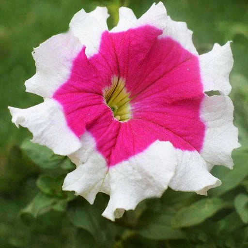 Semillas de petunia blanca y rosa doble para sembrar: flores exuberantes, ideales para embellecer el jardín
