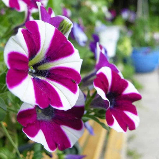 Graines de pétunia blanc et lilas à semer, populaires au jardin, variété traditionnelle et sans OGM, graines pour jardin familial