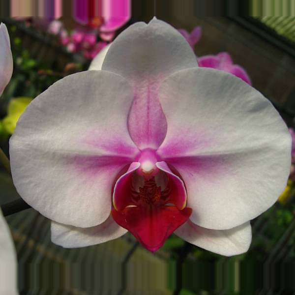 Orquídea mariposa blanca, semillas de flores – semillas para sembrar y cultivar, variedad tradicional y sin ingeniería genética, semillas para el huerto doméstico
