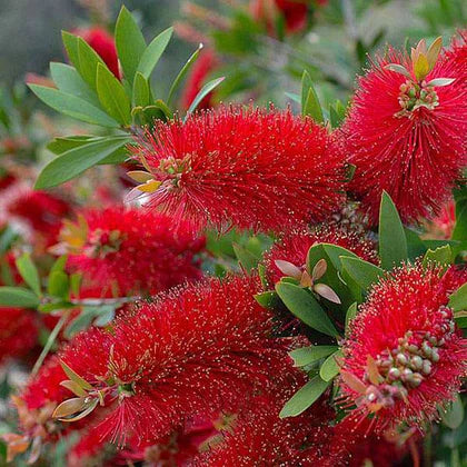 Semillas de callistemon rosa para sembrar, flores luminosas, variedad tradicional y sin ingeniería genética, para jardín doméstico y paisajismo exterior