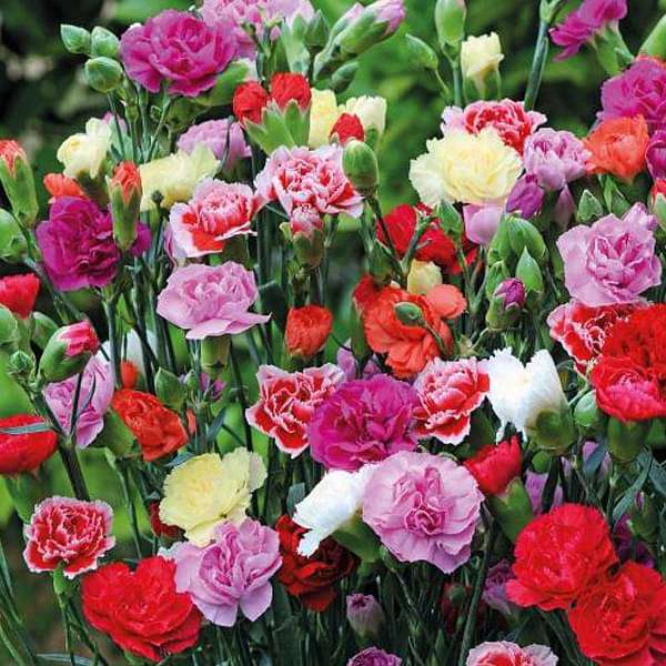 Semillas de flores gigantes para siembra, crecimiento compacto, variedad tradicional y sin ingeniería genética, semillas para el huerto doméstico