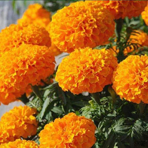 Semillas de flores blancas y naranjas de gazania para siembra – calidad superior – variedad tradicional y semillas sin modificación genética para el jardín doméstico