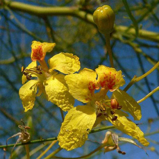 Semillas de flores Parkinsonia Aculeata para siembra, respetuosas con los polinizadores, variedad tradicional y sin ingeniería genética, semillas para jardín doméstico
