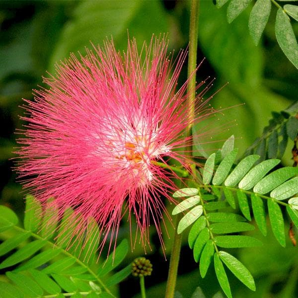Semillas de flores de Albizia rosa para sembrar, crecimiento compacto, variedad tradicional y sin transgénicos, semillas para el jardín doméstico