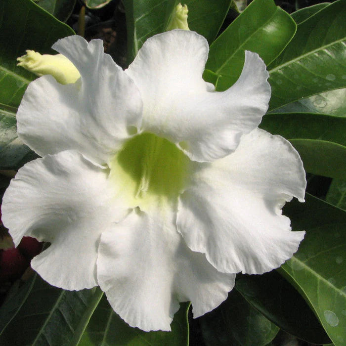 Semillas de rosa del desierto para siembra – flores brillantes – variedad tradicional y sin ingeniería genética, semillas para el jardín doméstico