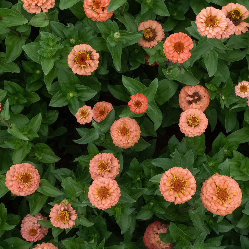 Graines de zinnia « Salmon Queen » à semer, fleur à couper populaire, variété traditionnelle et sans OGM, graines pour jardin familial