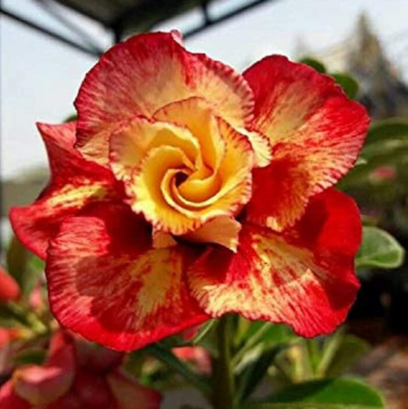 Orange adenium blume samen