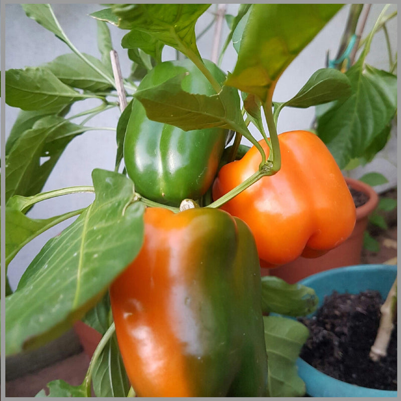 Orange pepper pflanzen wachsend in garten