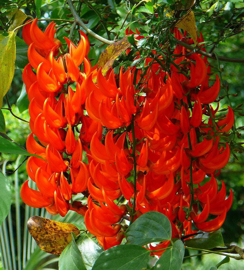 Orange strongylodon macrobotrys blume clusters