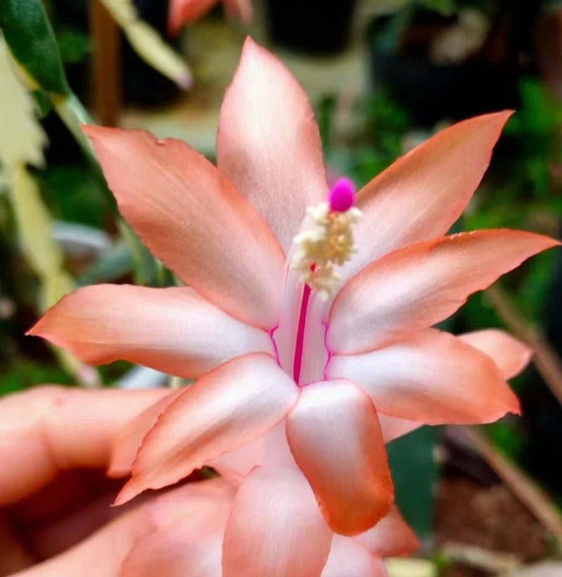Semillas de cactus de Navidad naranjas para sembrar – aspecto colorido – variedad tradicional y sin ingeniería genética, semillas para jardín doméstico
