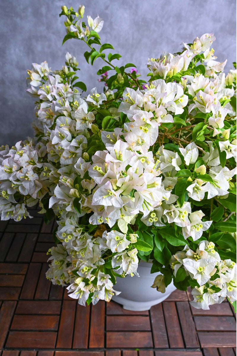 Bougainvillier blanc, graines de fleurs pour un semis haut en couleur