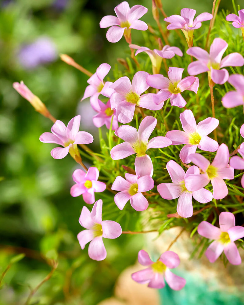 Semillas de flores de acedera rosa – ideales para sembrar en el jardín