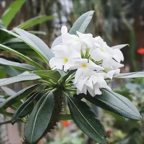 Pachypodium lamerei samen for anpflanzung