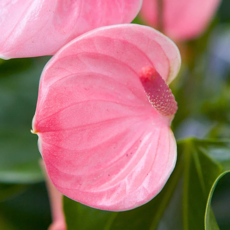 Pale rosa anthurium blume samen for anpflanzung