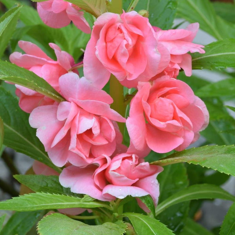 Pale rosa balsam camellia blume samen for anpflanzung