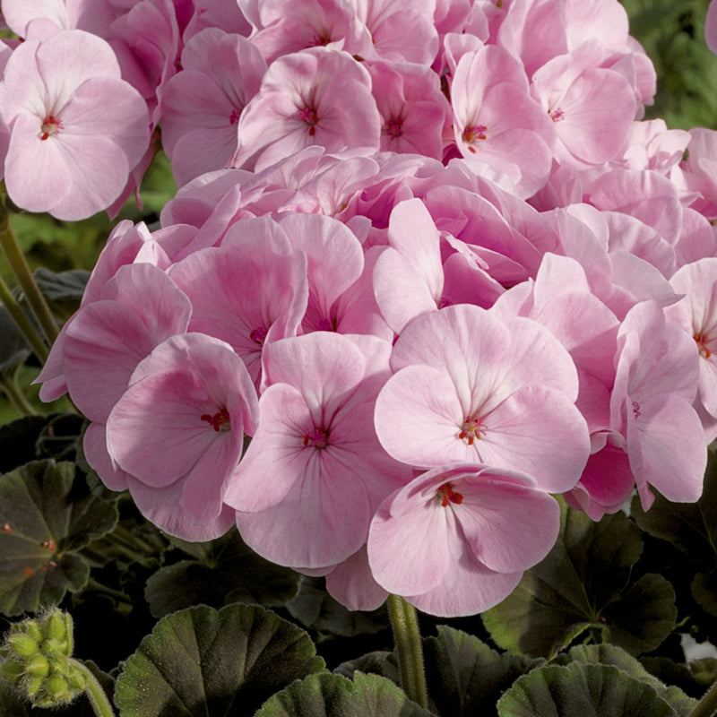 Pale rosa rose geranium samen for anpflanzung