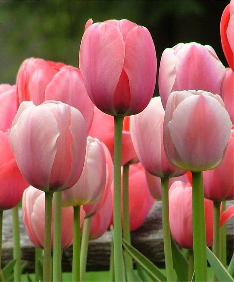 Pale rosa tulip blume samen for anpflanzung