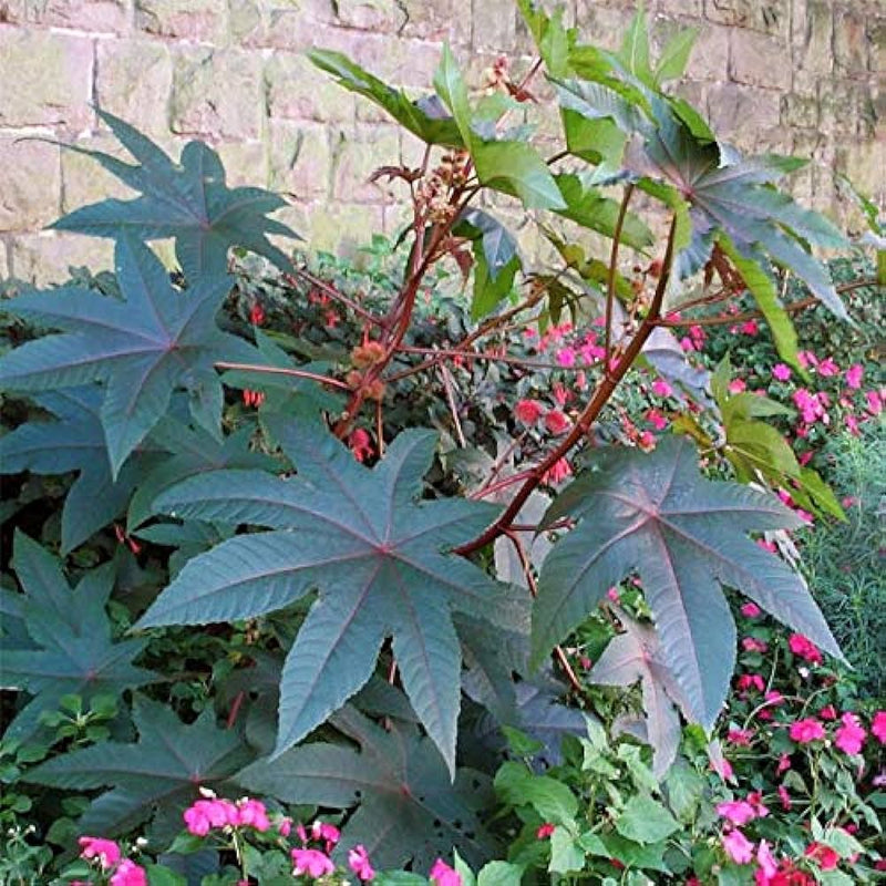 Palma Christi Samen for Aussaat Green Ornamental Pflanzen