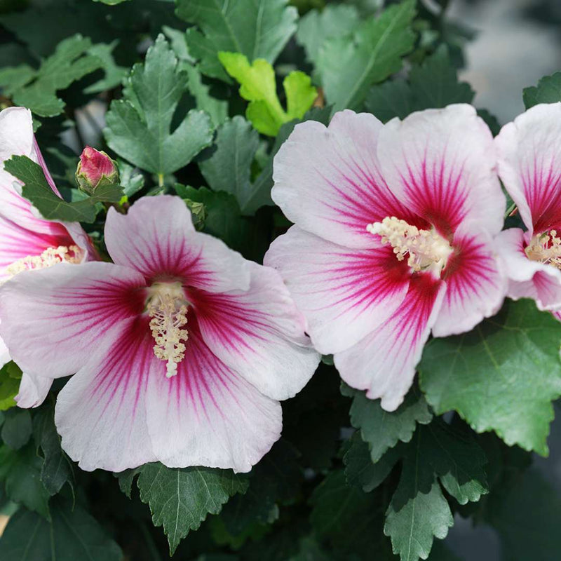Weiß rosa hibiscus blume samen for anpflanzung bright blooms heirloom & gmo free samen for home garten
sale samen for home garten anpflanzung