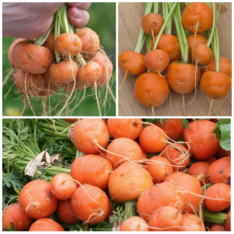 Daucus carota paris carrot samen für aussaat in urban garten and gemüse patch
