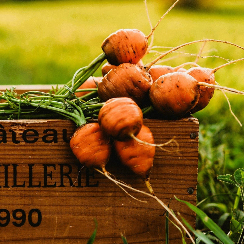 Parisian carrot samen (daucus carota) für kitchen garten and raised bed aussaat