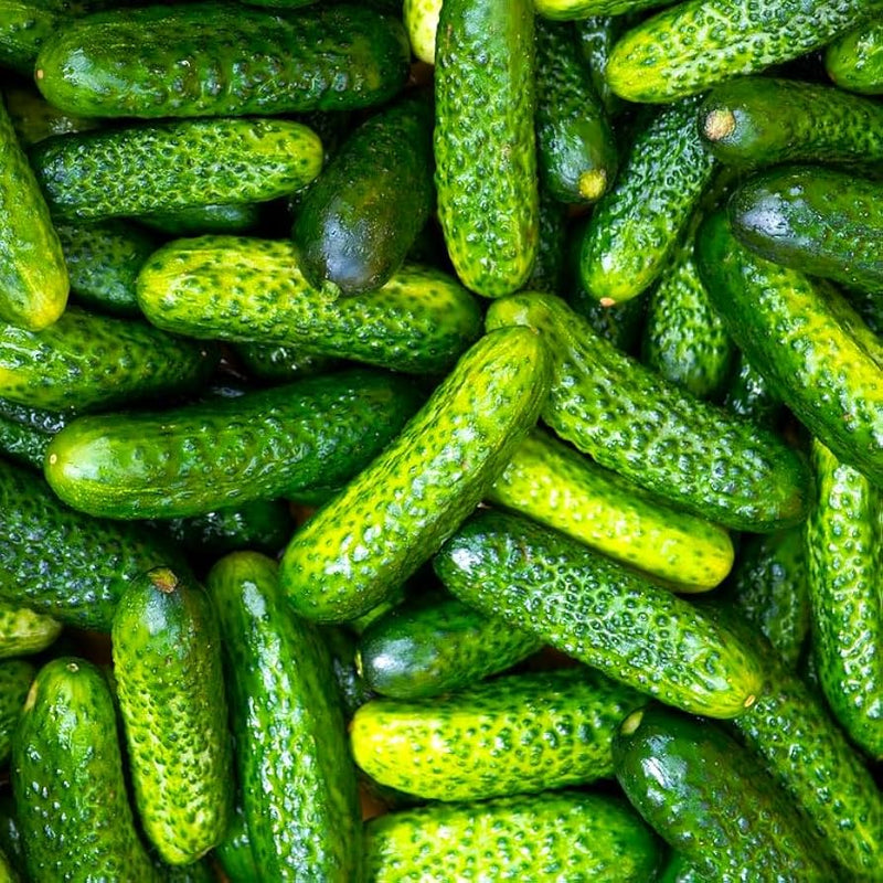 Small crisp cucumbers gezogen aus parisian pickle samen