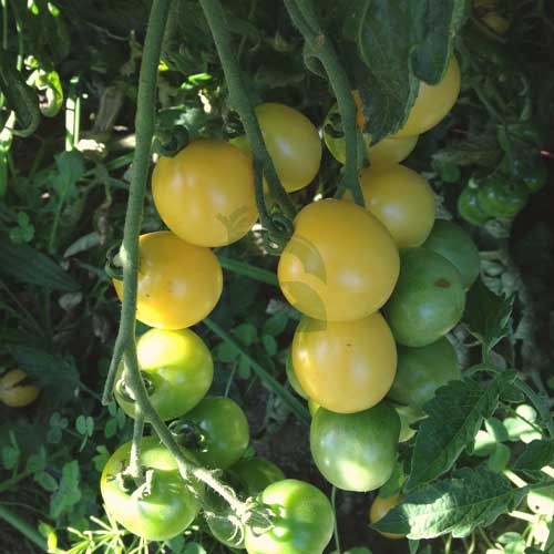 Parrot grüne tomato samen für aussaat in home gardens