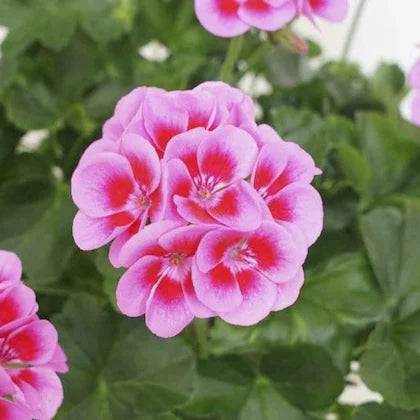 Rosa pálido Geranio semillas de flores para siembra, ideales para parterres, variedad tradicional y sin ingeniería genética, semillas para jardín doméstico