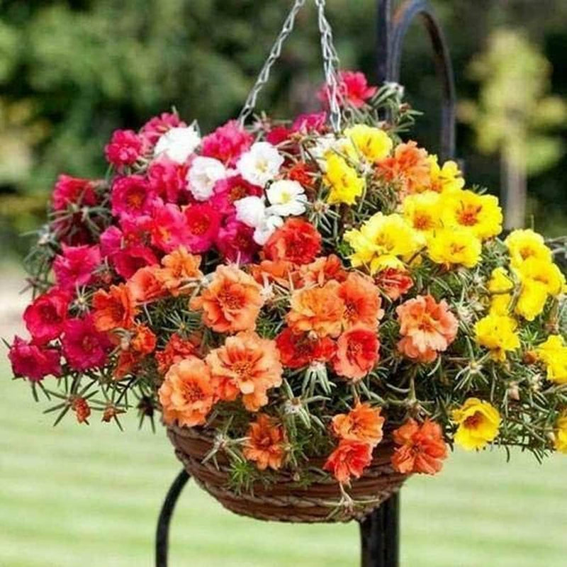 Graines de Portulaca rouge à semer – incontournable dans un jardin de style champêtre – variété traditionnelle et sans OGM, graines pour jardin potager