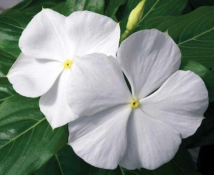 Semillas de flores de vinca blancas para sembrar, ideales para jardines frondosos y paisajes brillantes