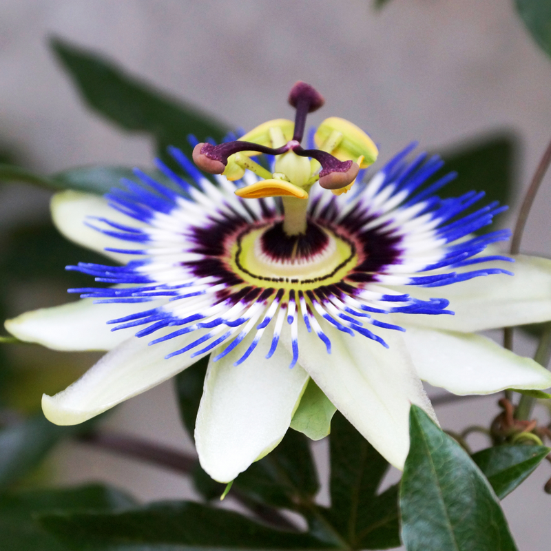 Passiflora incarnata blume samen for anpflanzung