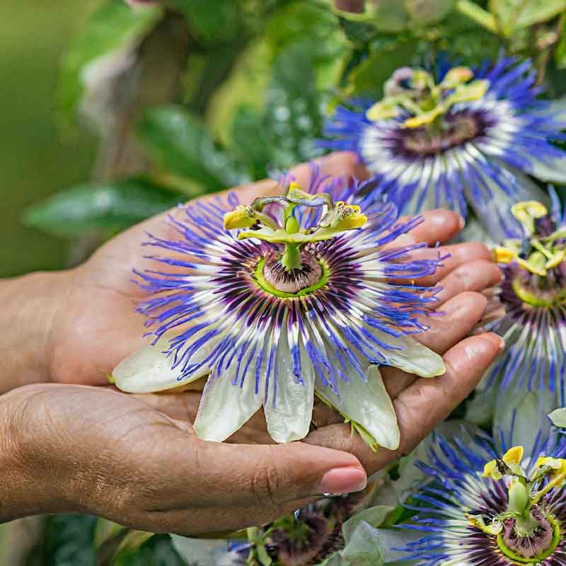 Semillas de flor de la pasión Passiflora para sembrar, variedad tradicional de alta calidad y sin ingeniería genética, semillas para el jardín doméstico