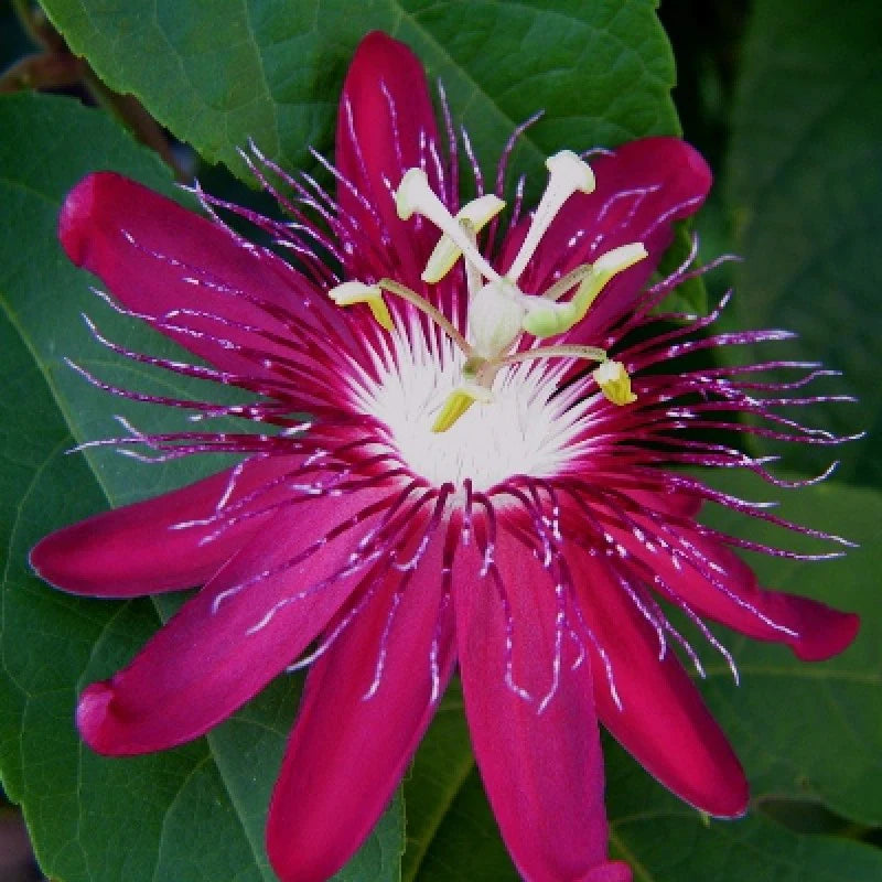 Graines de fleurs roses et blanches de Passiflora à semer – éclatantes – variété traditionnelle et graines sans OGM pour le jardin potager