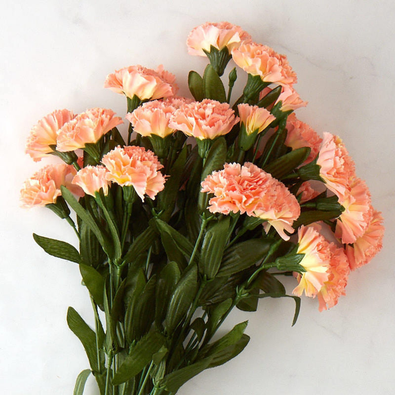 Peach carnation blume samen for anpflanzung