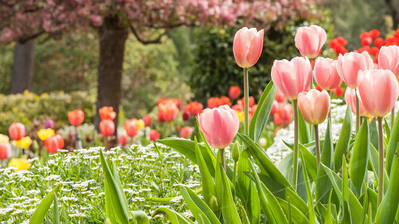 Peach tulip blume samen for anpflanzung