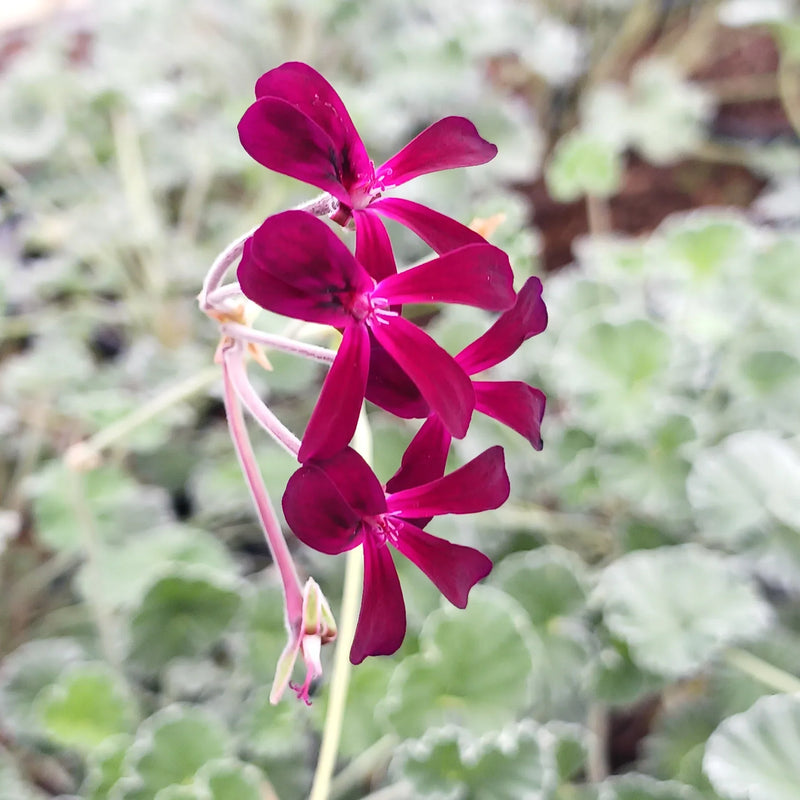 Graines de Pelargonium sidoides à semer, idéales pour les jardins
